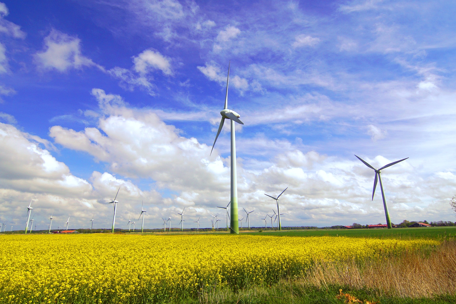 Windräder auf einem Rapsfeld vor blauem Himmel